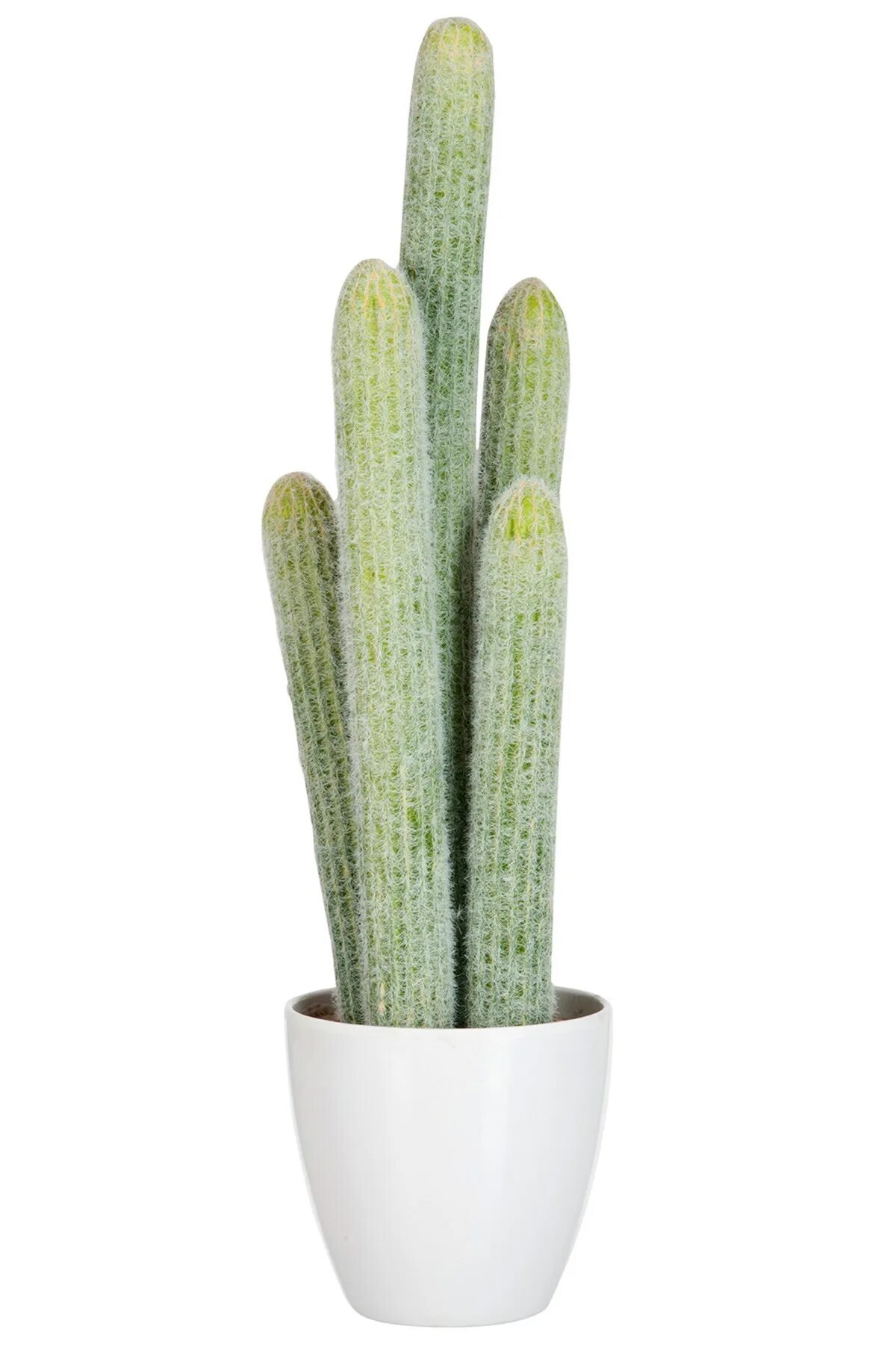 Cactus 5. Кактус тонкий. Кактус длинный тонкий. Кактус длинный тонкий купить.