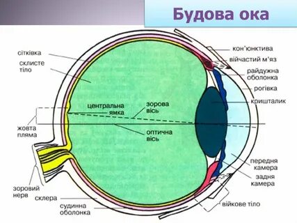 Око схема