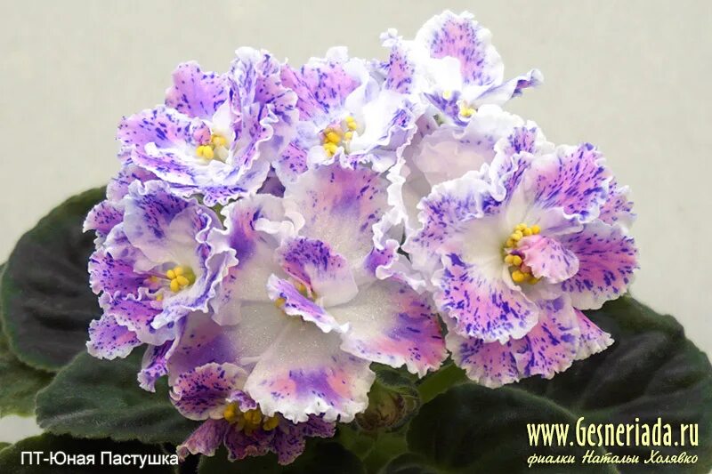 Сорт фиалки пт юная пастушка. Сорт фиалки юная пастушка. Сорт фиалки юная пастушка. Сорт фиалки юная пастушка. Сорт фиалки юная пастушка.