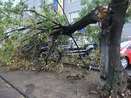 Упавшее дерево москва