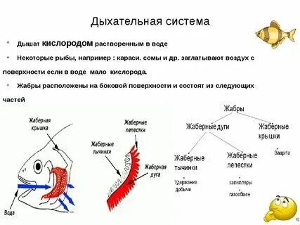 Жабры относятся к органам