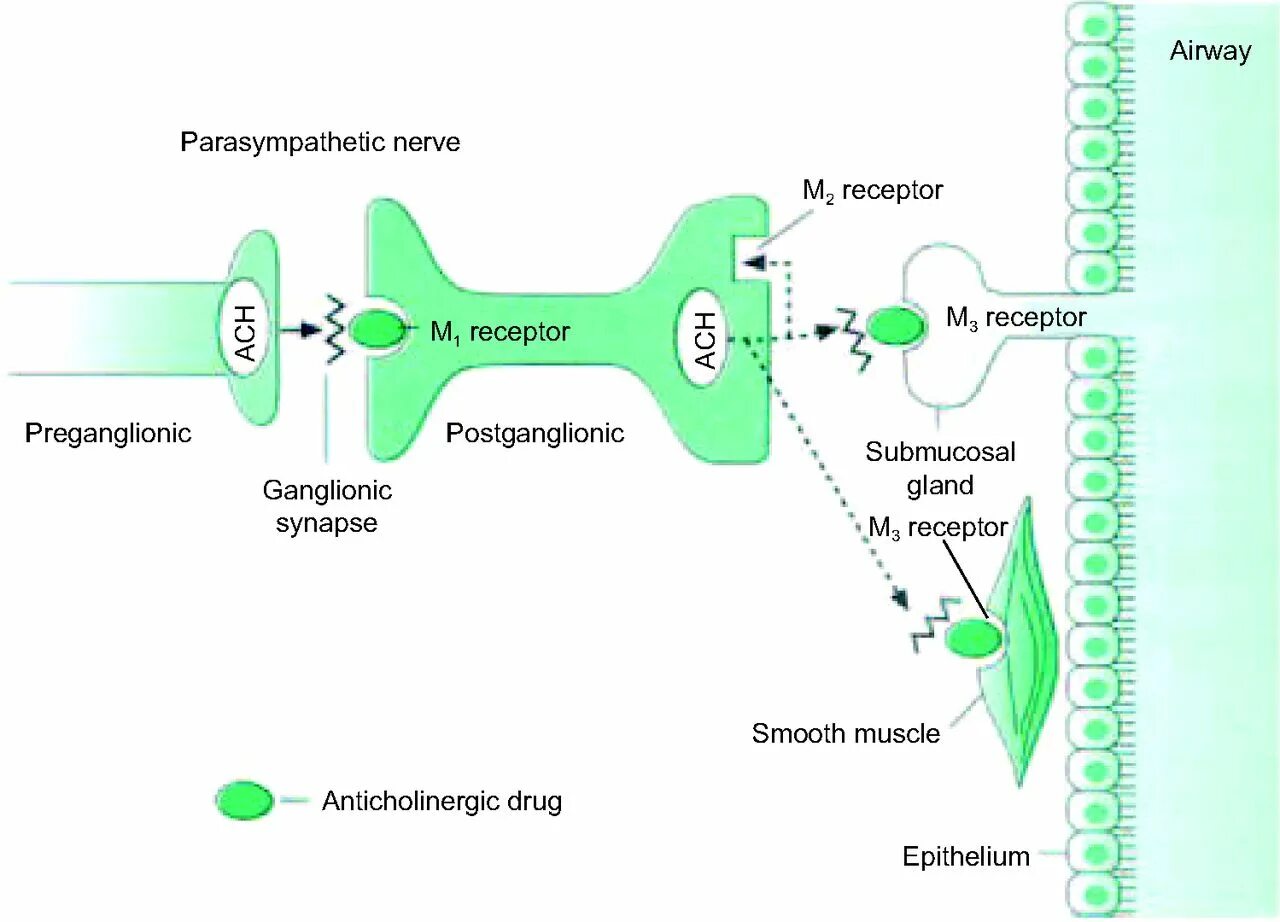 Ацетилхолиновый канал. Неуправляемые (независимые) ионные каналы. Какие рецепторы работают при ощупывании поверхности стола. Механизм трансдукции сигнала тирозинкиназных рецепторов. Строение рецептора.