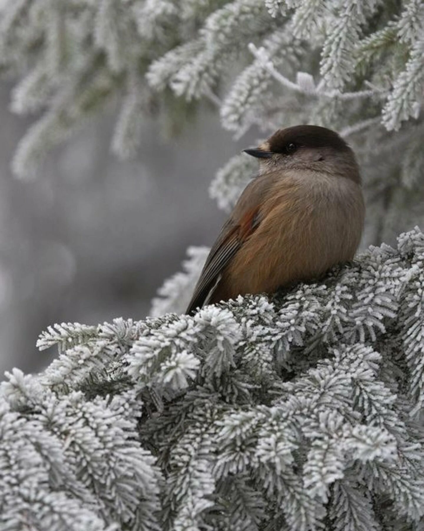 Природа снег птица. Кукша рябинник. Кукша клюв. Зимние птицы. Птицы зимой в лесу.
