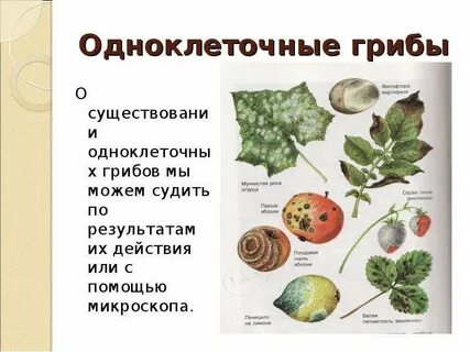 Грибы одноклеточные и многоклеточные примеры