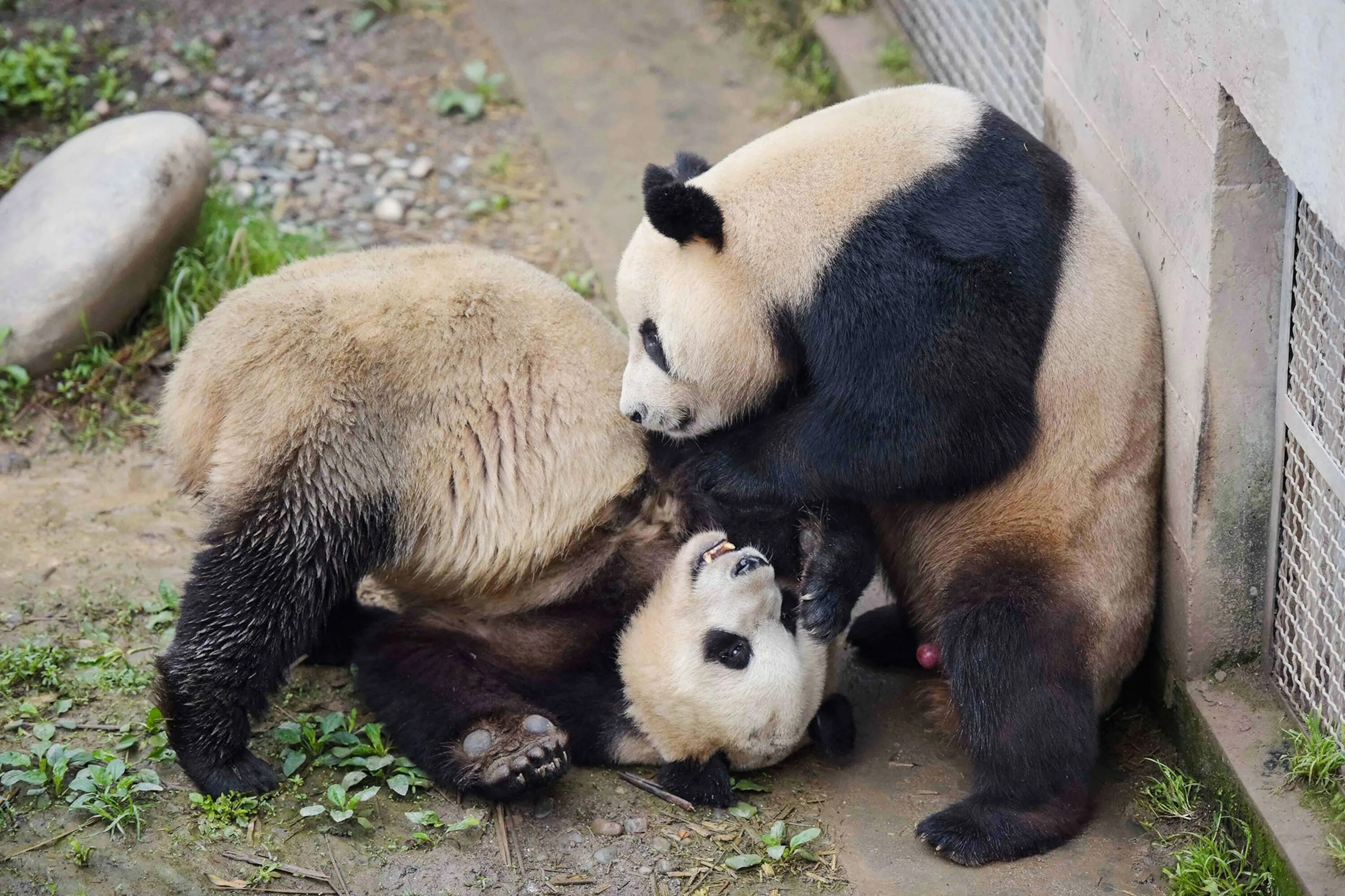 Pandas having