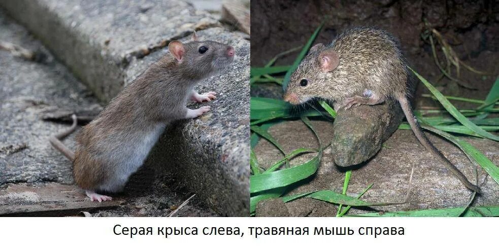 Фото мыши и крысы отличия. Отличие мыши от крысы. крыса и мышь отличия. мышь и крыса разница. мышь и крысеныш.