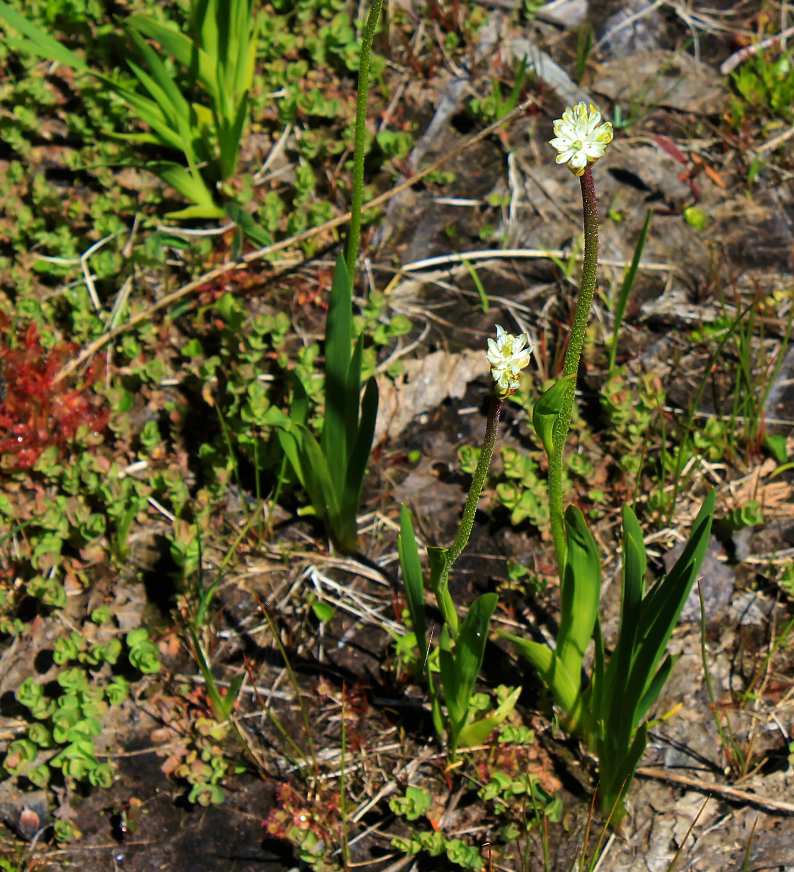 Сел растение. Цветок Triantha occidentalis. Цветоносный стебель. Хищное растение с белыми цветами. Patersonia occidentalis цветок.