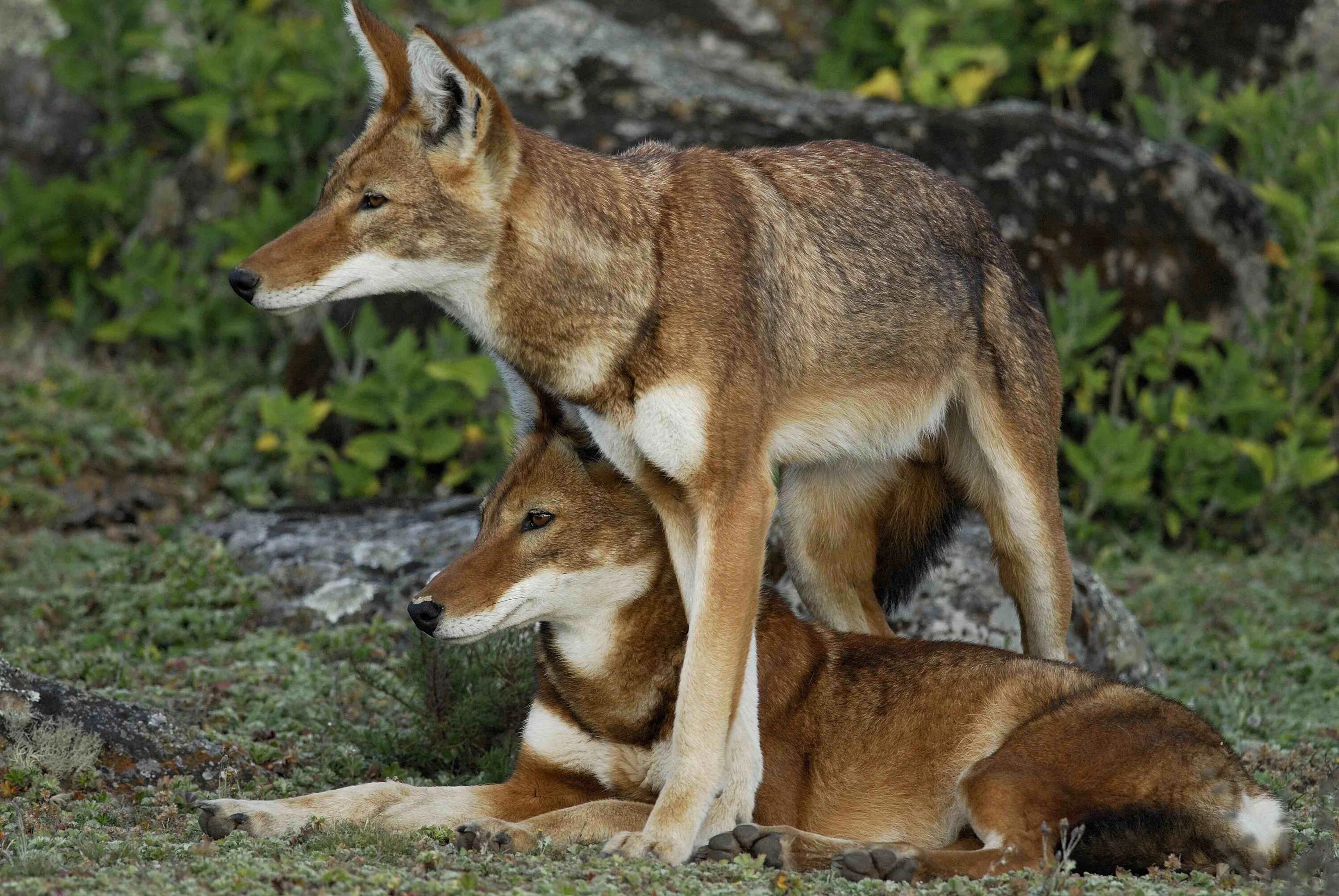 Эфиопский шакал. Эфиопский шакал (canis simensis). canis simensis. эфиопский волк. canis simensis стая.