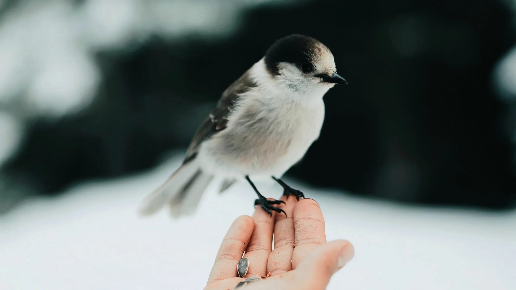 Птица на ладони. Птичка на руке. Птица сидит на руке. Птичка в руках зимой. Bird in hand