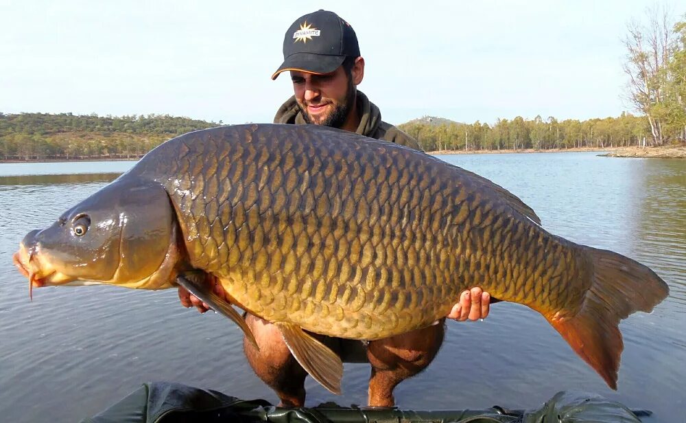 Рыба карп вытесняет 500 см3 воды. Сарбоянский Карп. Сазан сазан. Сазан 50 кг. Горбатый сазан.