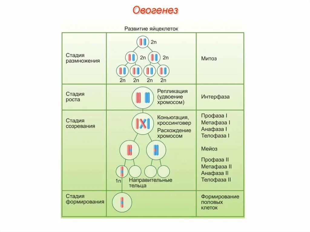 Овогенез анафаза 1 мейоза. Фаза созревания овогенеза. Овогенез процесс в стадии размножения. Фаза размножения овогенеза. Гаметогенез происходит в стадии