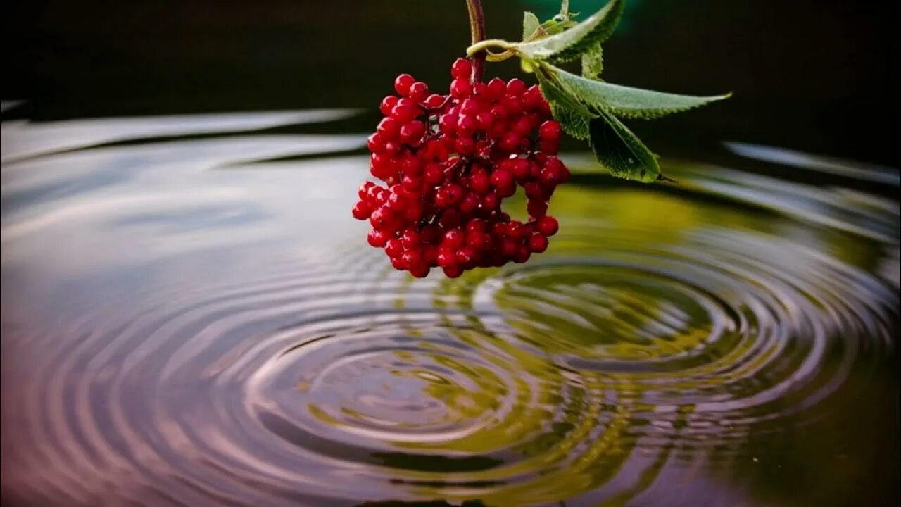 Песня над водой ой над водой. Червона Калина. Калина над водою. Рябина у реки. Рябина на берегу реки.