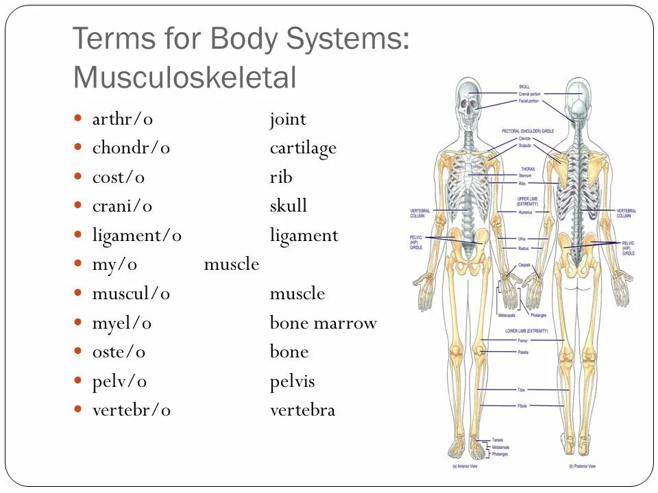 Medical terms. Body Systems. Atomiç terminology. Basic Medical terms.