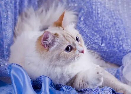 Песня нежная кошка