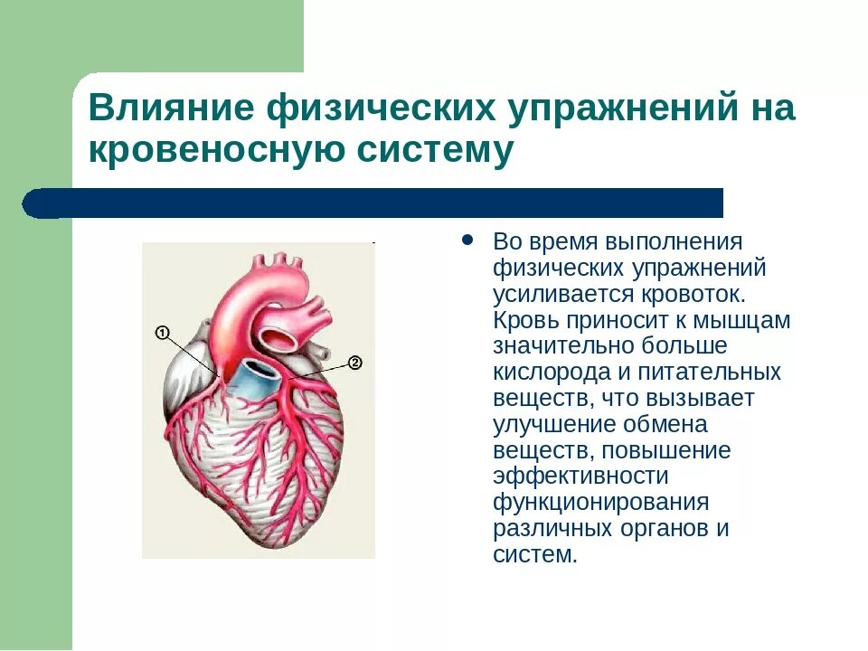 Влияние физических упражнений на кровеносную систему человека. Влияние физических нагрузок на кровеносную систему. Влияние нагрузок на сердечно-сосудистую систему. Влияние физических упражнений на сердечно-сосудистую систему. Физических нагрузок кровообращение