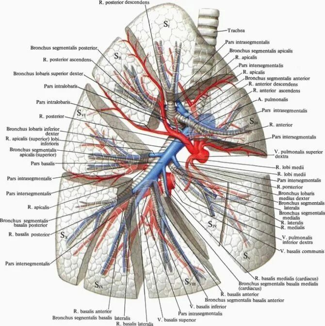 Бронхи на латыни. Бронх артерия Вена правое легкое. Кровоснабжение легких топографическая анатомия. Артерии средней доли правого легкого. Ветви легочной артерии анатомия.