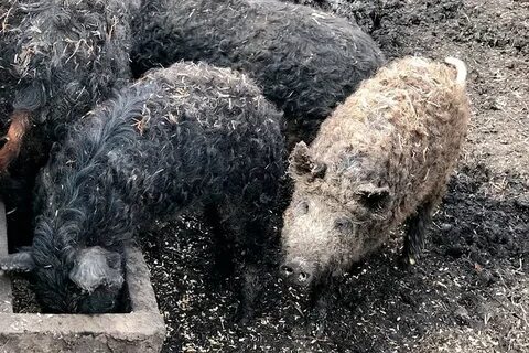 Мангалица описание породы
