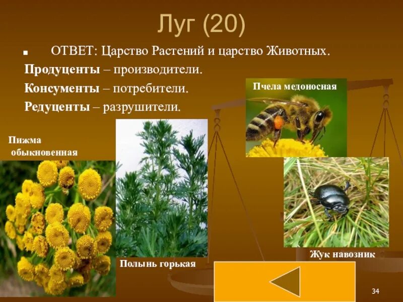 Продуценты в картофельном поле. Экосистема луга редуценты. продуценты. луг продуценты консументы редуценты. альпийский луг продуценты.