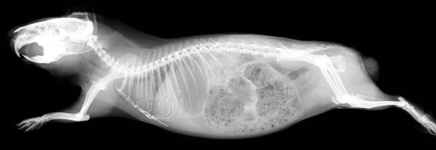 Отек мозга у собаки. Скелет хомяка джунгарика. Анатомия морской свинки самец. Скелет морской свинки. Рентген морской свинки.