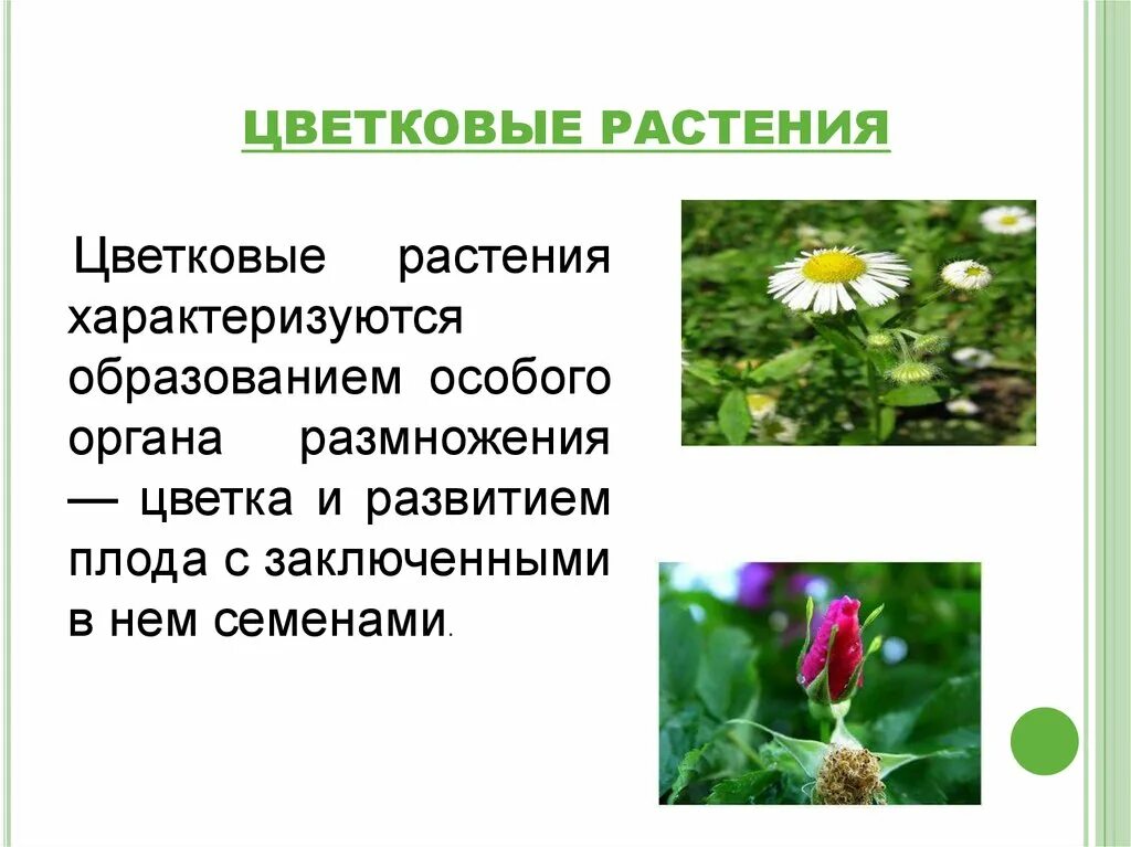 Все цветковые растения объединяют в два класса. Информация о цветковых растениях. цветковые растения презентация. сообщение о цветковых растениях. разнообразие растений цветковые растения.