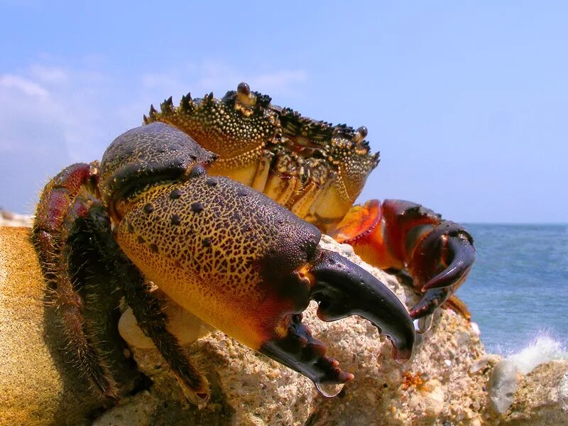 Камень краба. Черноморский краб Краснюк. Каменный краб (Eriphia verrucosa). Черноморский краб Тарпан. Каменный краб Крым.