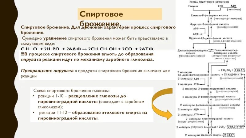 Спиртовое брожение раствора глюкозы. Уравнение спиртового брожения. Спиртовое брожение схема. Для процесса брожения характерно. Уравнение спиртового брожения дрожжей.