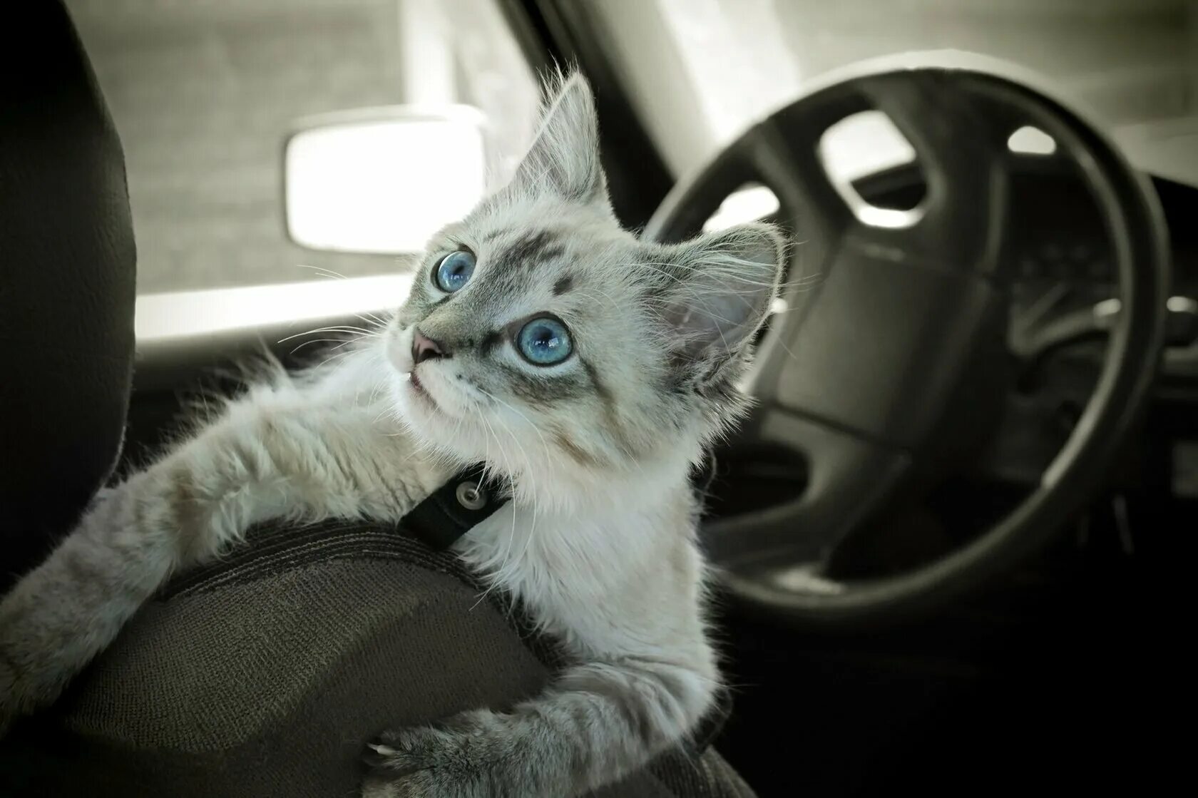 Котенок у телевизора. Котенок за рулем. Кот в салоне машины. Фото кота искусственный интеллект. Кошка в салоне авто.