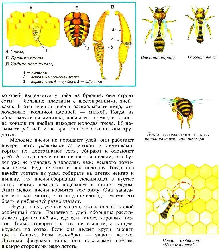 Размножение пчел схема. Пчела медоносная размножение. Размножение пчелиной семьи. Форма размножения пчелы медоносной.