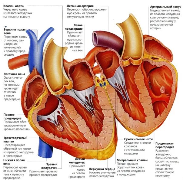 Строение предсердий сердца. Артериальный конус левого желудочка. Строение правого предсердия и правого желудочка сердца. Артериальный конус правого желудочка. Правое предсердие аорта левый желудочек легкие левое