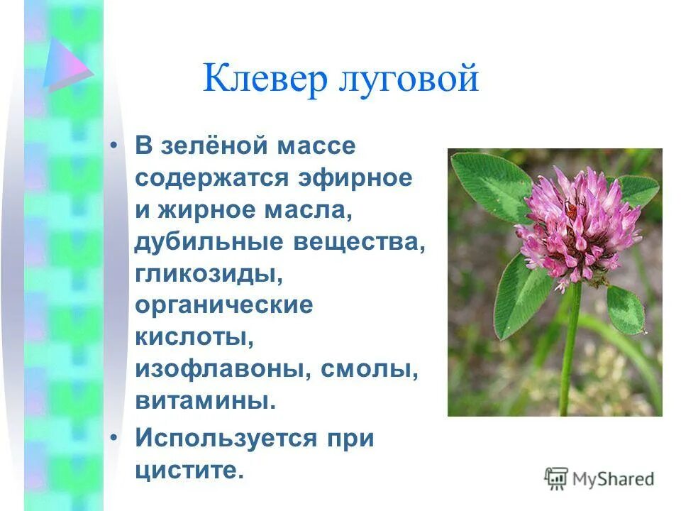 Клевер луговой польза. Клевер Луговой растение. Клевер Луговой описание. Клевер описание растения.