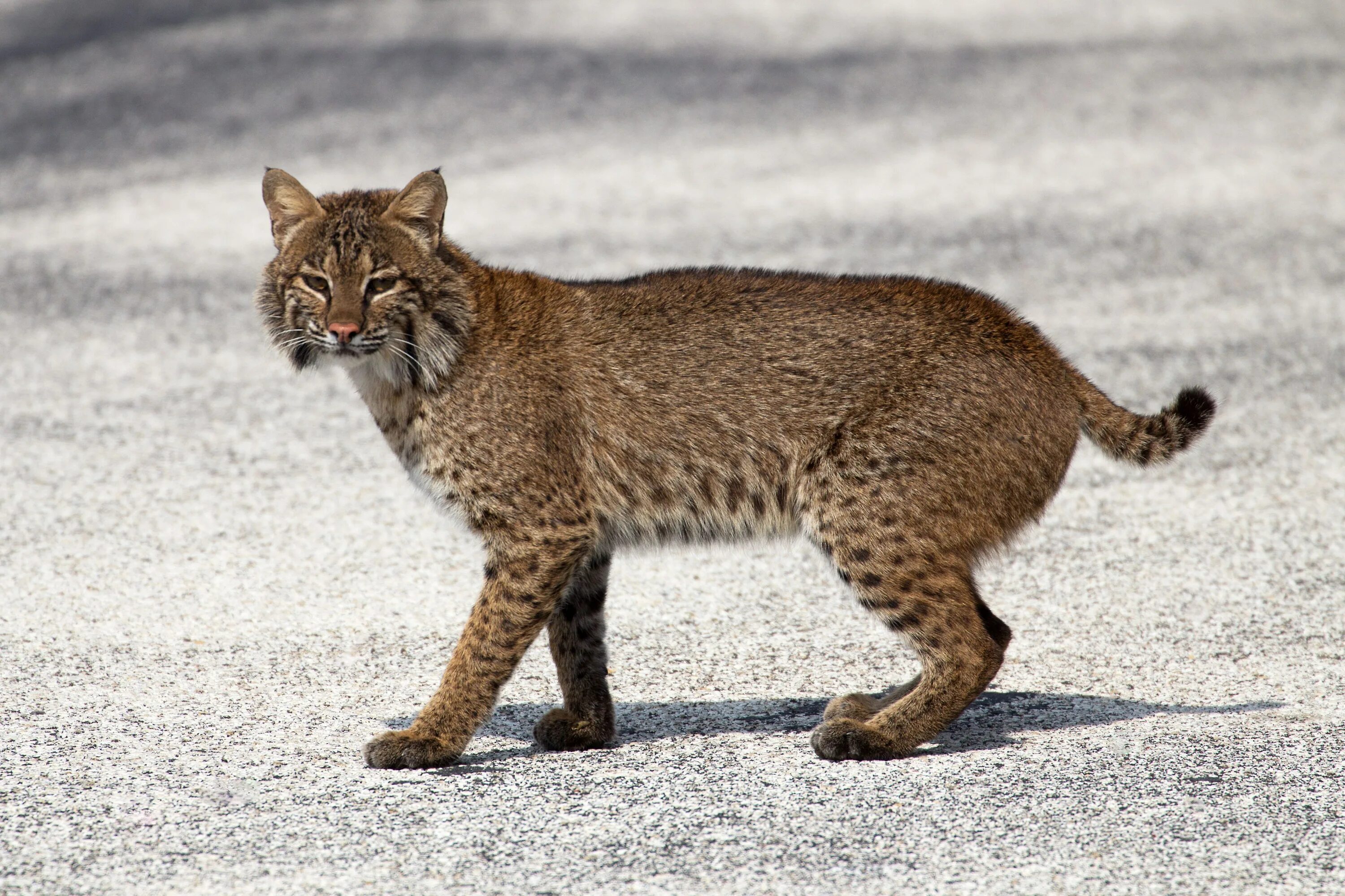 Bobcat ru. Бобкэт Рысь. Рыжая Рысь Бобкэт. Красная Рысь Бобкэт. Бобкэт порода.