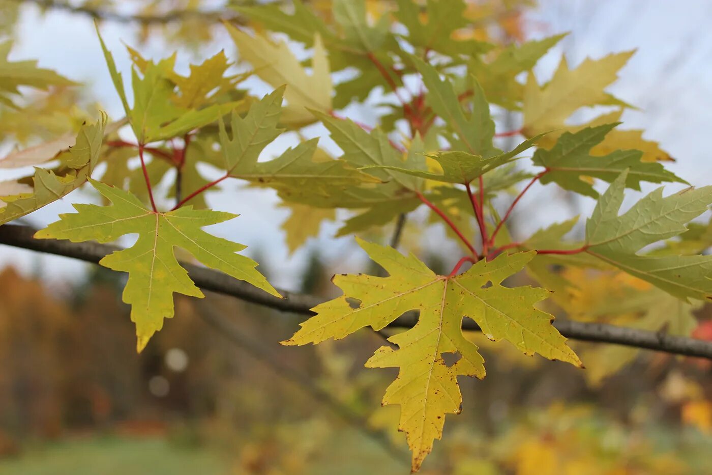 Клены звуко. Клен серебристый Acer saccharinum. Клен сахаристый Лациниатум Виери. Клен серебристый Лациниатум Виери. Клен сахаристый (серебристый).