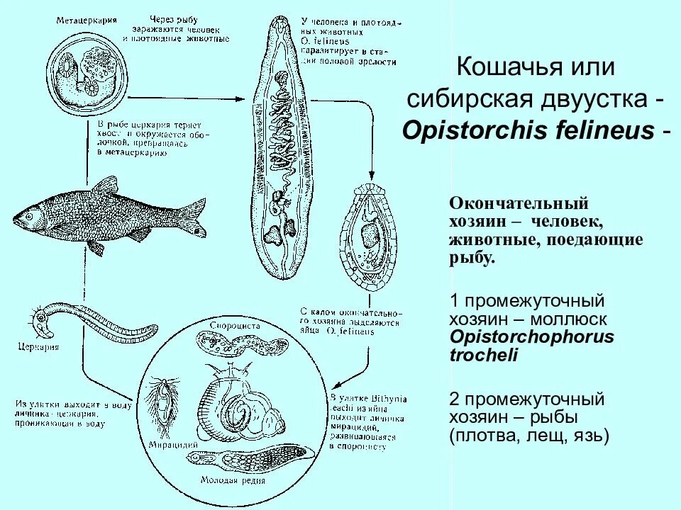 Промежуточный хозяин сибирской двуустки. Жизненный цикл кошачьего сосальщика. Промежуточный хозяин кошачьей двуустки рыбы. Сибирская двуустка жизненный цикл. Сколько промежуточных хозяев имеет кошачий сосальщик