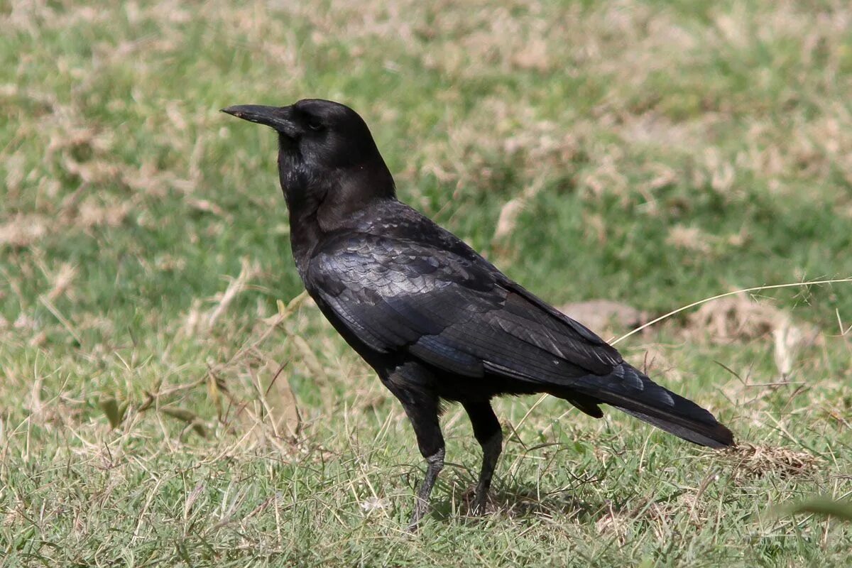 Corvus capensis. Капский ворон птица. Ворон для детей. Цветная ворона.