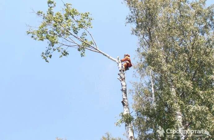 Валка деревьев направление. Спил деревьев автовышка. валка деревьев частями.