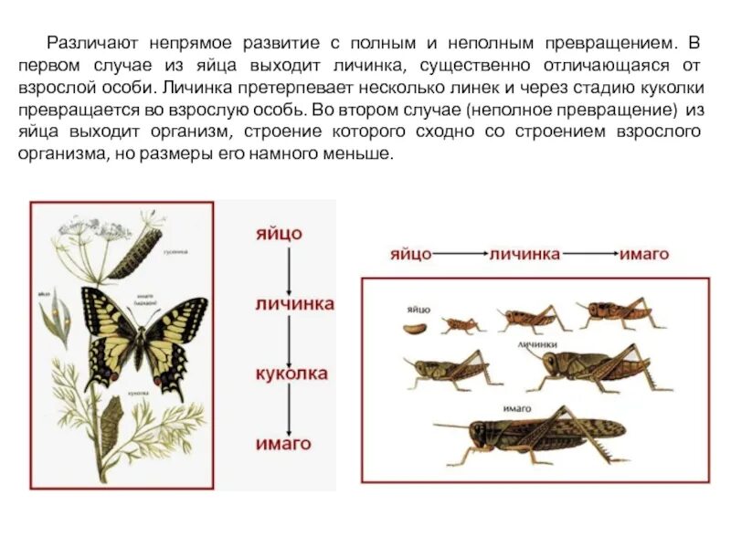 Стадии непрямого развития. Постэмбриональное развитие прямое Непрямое метаморфоз. Прямое и Непрямое размножение. Непрямое развитие с полным метаморфозом характерно для. Схема непрямого развития с полным метаморфозом.