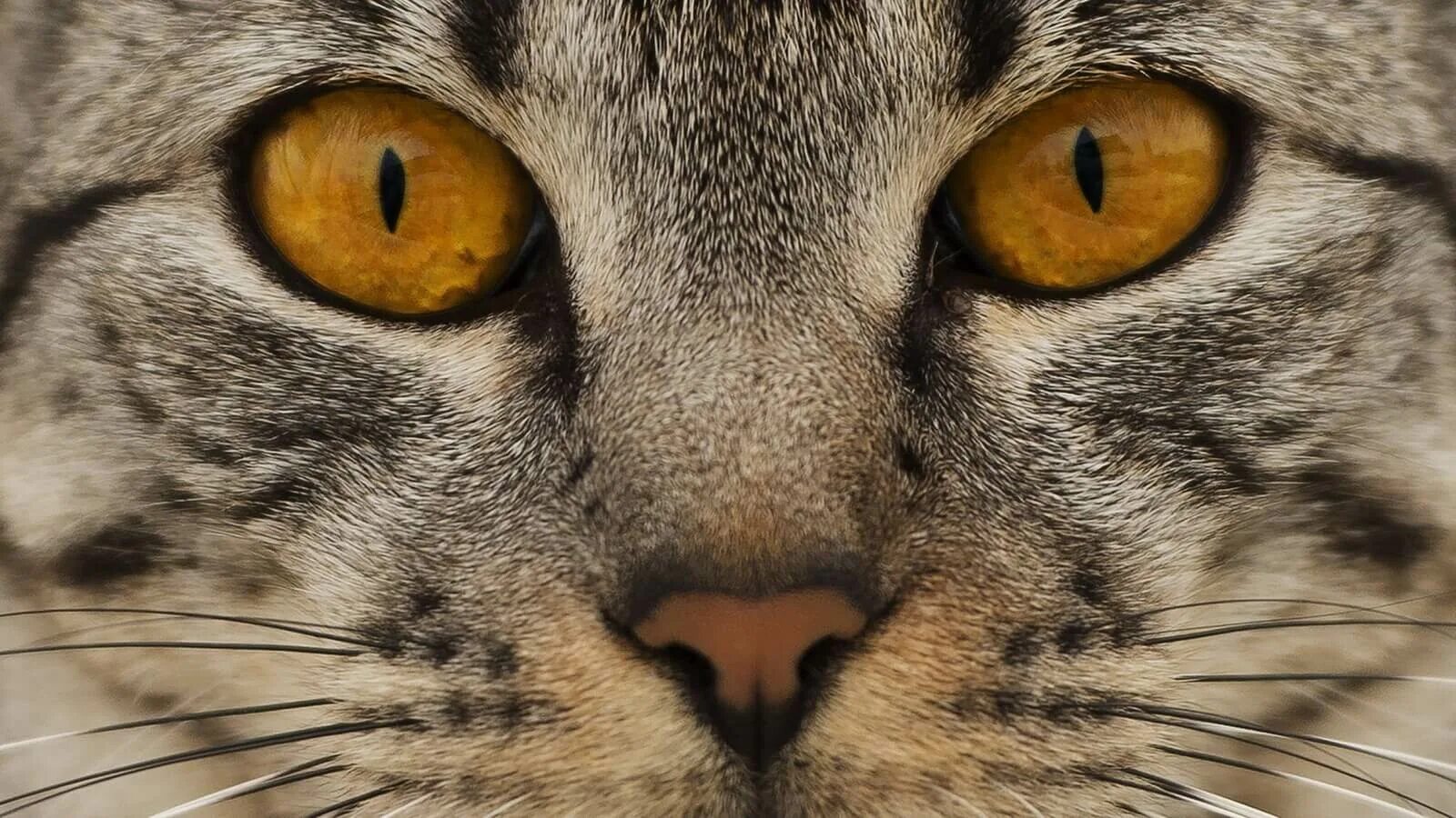 Красивая морда кошки. Кошка крупным планом. Картинки лица кошек. Морда кота крупным планом. Картинки лица кошек.
