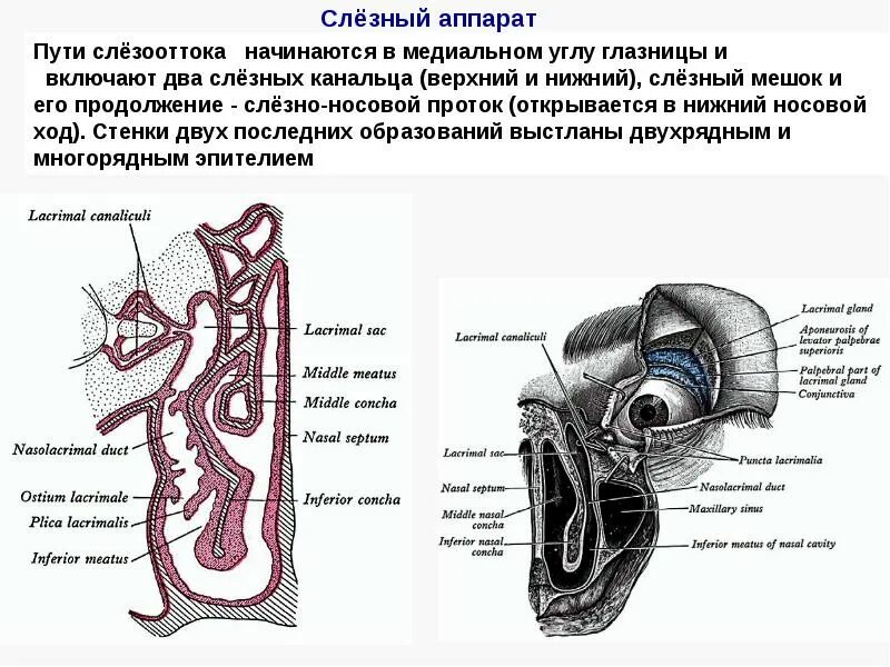 Носослезный канал открывается. Слёзный аппарат. Слезные протоки анатомия. Слезный мешок и канал функции.