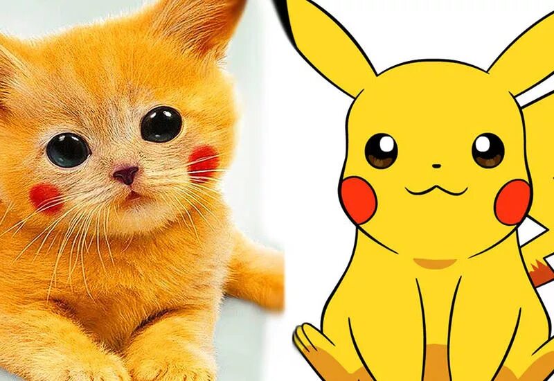 Пичу покемон в реальной жизни. Как выглядит пикачу. Пикачу реальный. Пикачу живой. Пикачу в реальности.