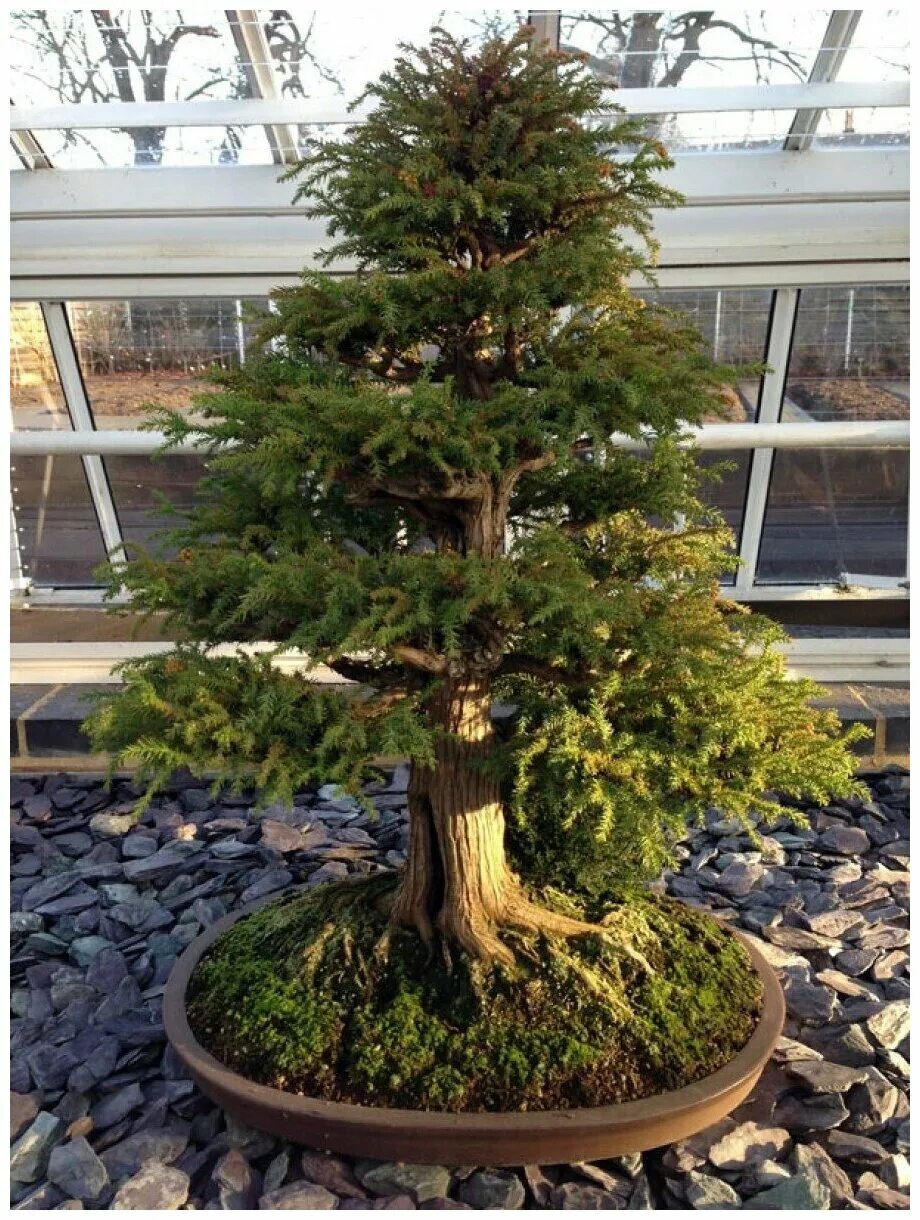 Криптомерия японская cryptomeria japonica. Дерево криптомерия. Японский кипарис. Японский кипарис. Криптомерия японский кедр.
