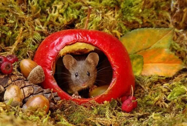 Сад мыши. Домики мышей в природе. Домик для мышей. Домик мышонка. Животные сада.