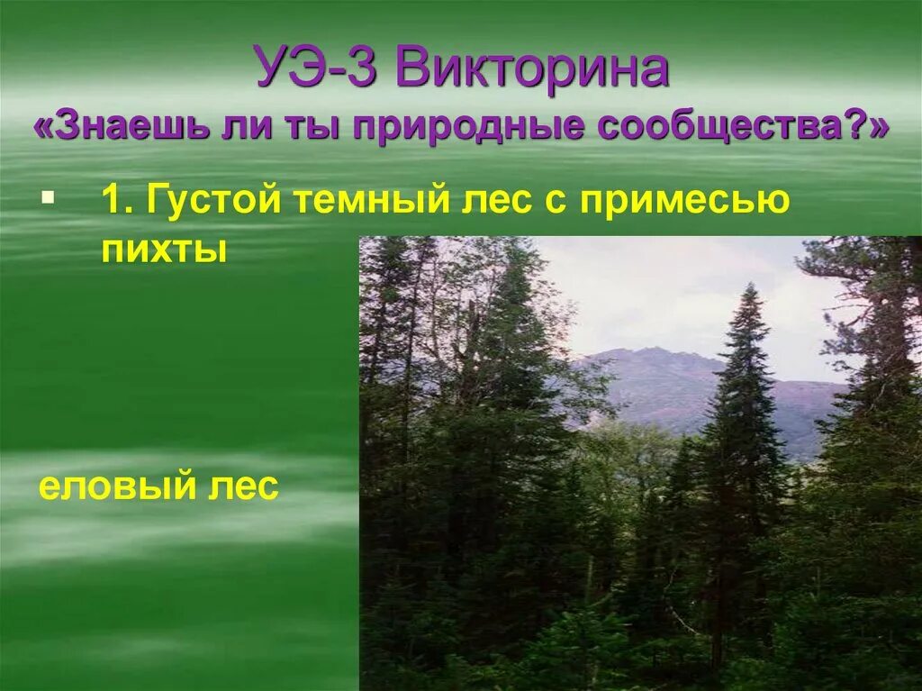 Лес является природным сообществом. Сообщество еловый лес. Природное сообщество леса. Еловый лес экосистема.