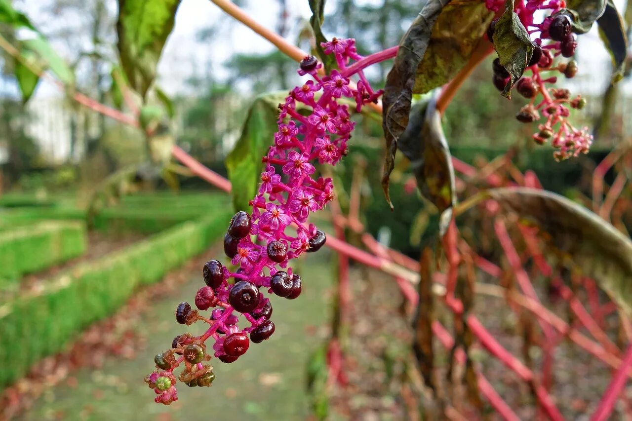 Poison plant. Фитолакка Американа. Фитолакка лаконос. Курара растение. Лаконос в саду.