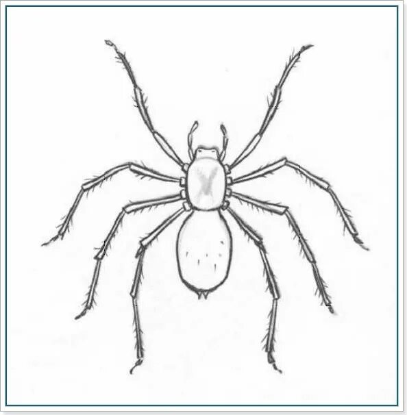 паукообразные рисунок карандашом. паук для срисовки. паук для срисовки. картинка паука карандашом. паук карандашом.