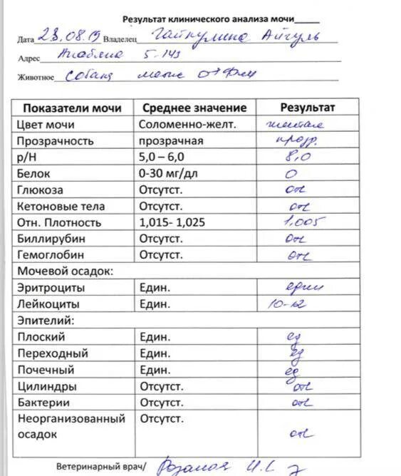 Почему в моче много лейкоцитов. Норма лейкоцитов в моче в 1 мкл. Показатели лейкоцитов в моче норма у мужчин. Анализ мочи лейкоциты норма у мужчин. Норма лейкоцитов в моче в 1 мл.