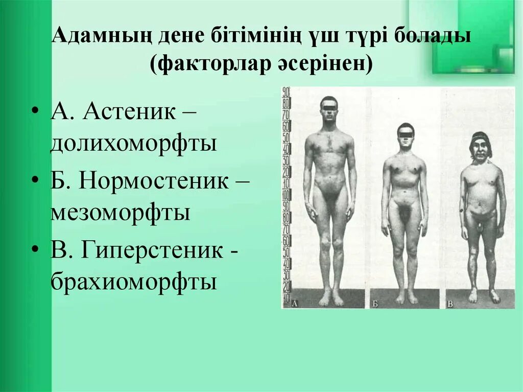 Дене мүшелері раскраска. Дене мүшелері картинка. Астеник гиперстеник. Дене мүшесі для детей. Адамның дене.