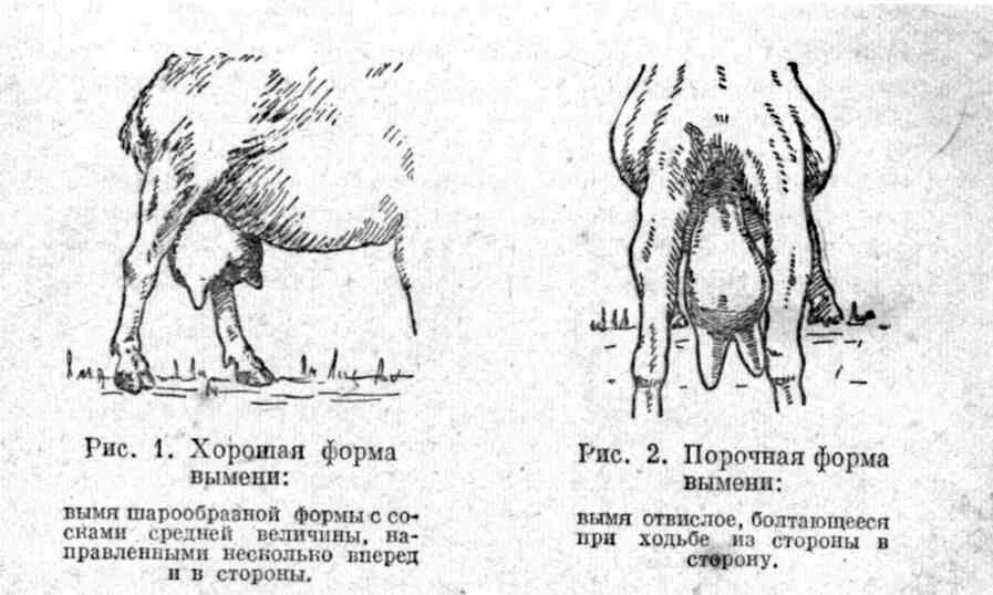 Дойки ком в каком году закрыли сайт. Правильная форма вымени у козы. Строение молочной железы козы. Строение вымени овец и коз.