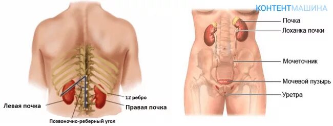 Где расположены почки у человека. Где располагаются почки у человека. Показать где находятся почки у человека. Анатомия человека почки расположение и рисунок.