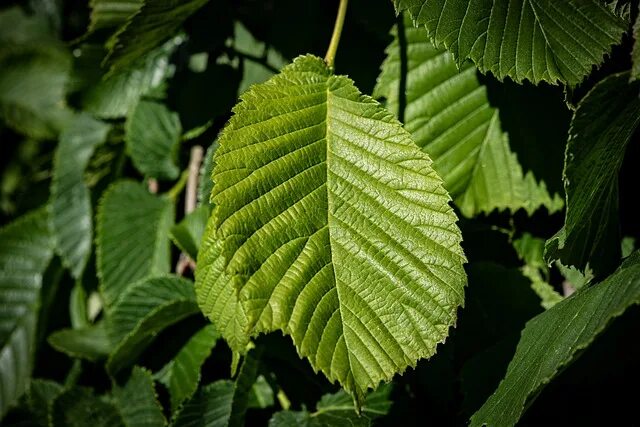 How to Propagate White Elm (Ulmus americana)