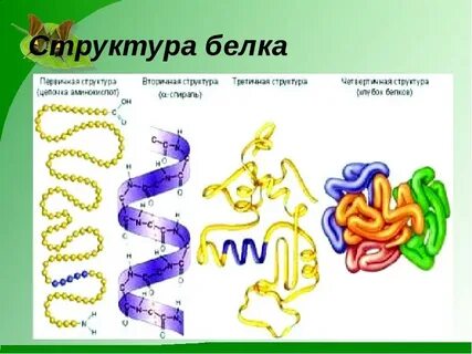 Основная структура белка